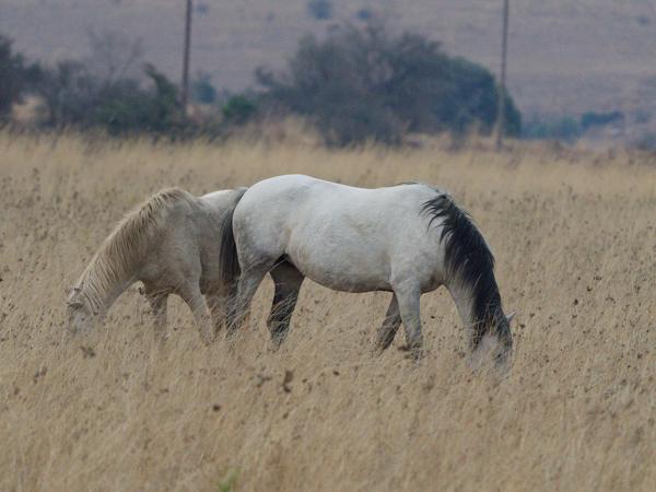Domesticated horse (Equus ferus)